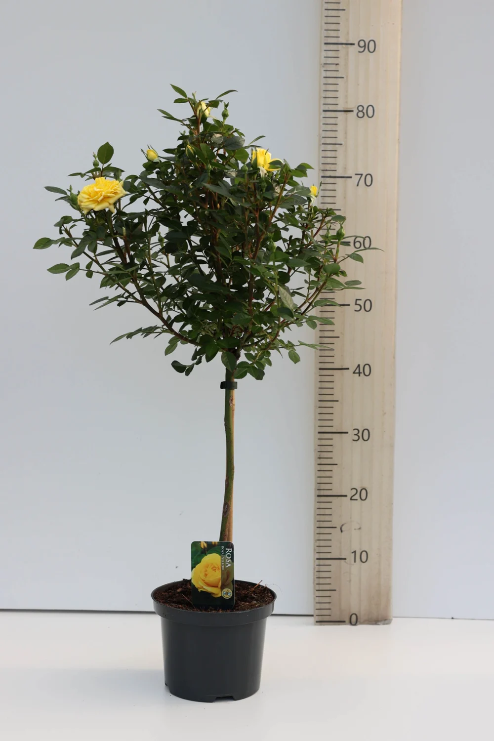 Volledige stamroos Geel, met kroon en plantpot