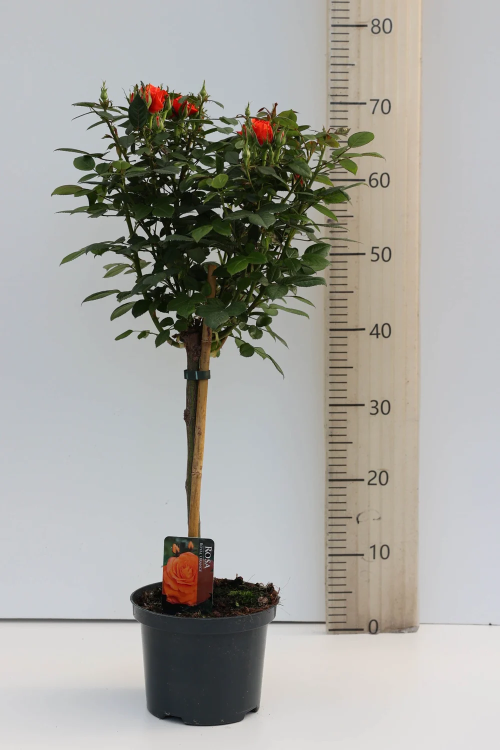 Volledige stamroos Oranje, met kroon en plantpot