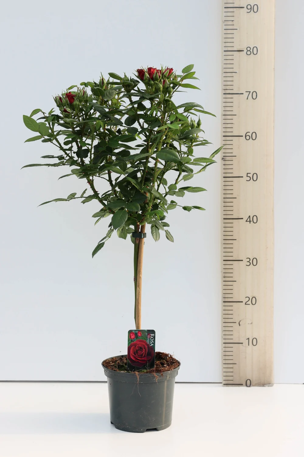 Volledige stamroos Rood · C, met kroon en plantpot
