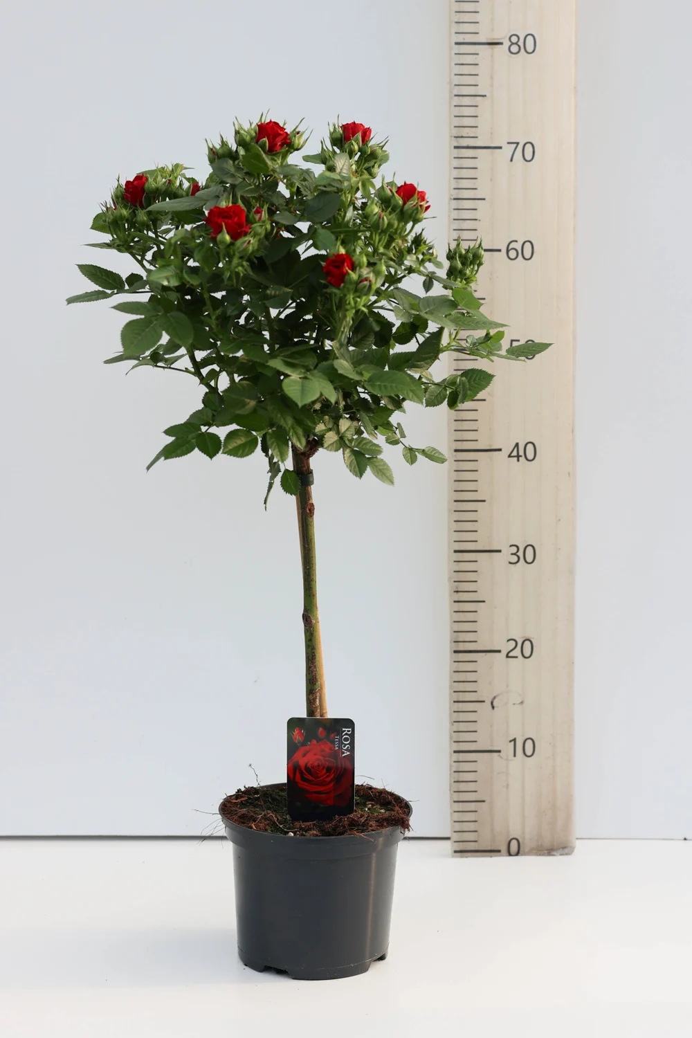 Volledige stamroos Rood · T, met kroon en plantpot