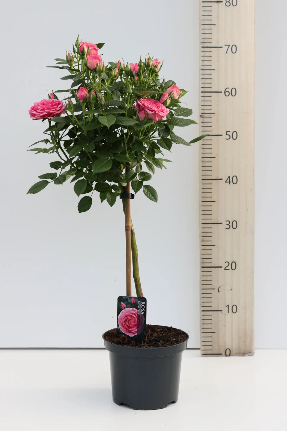 Volledige stamroos Roze · Joy, met kroon en plantpot