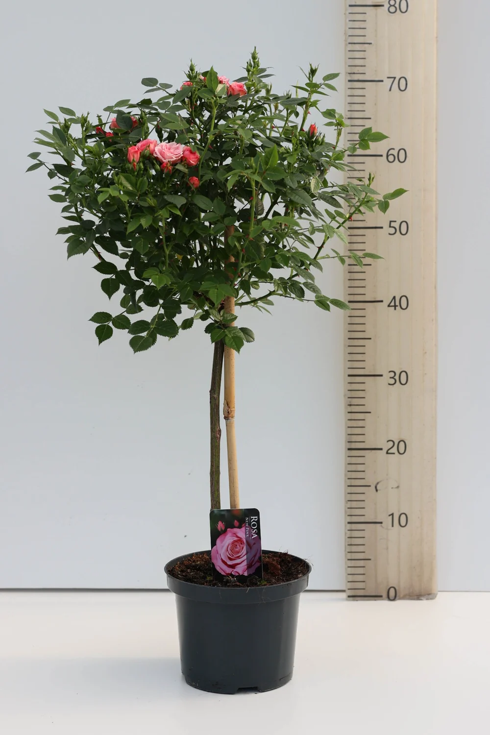 Volledige stamroos Roze · NP, met kroon en plantpot