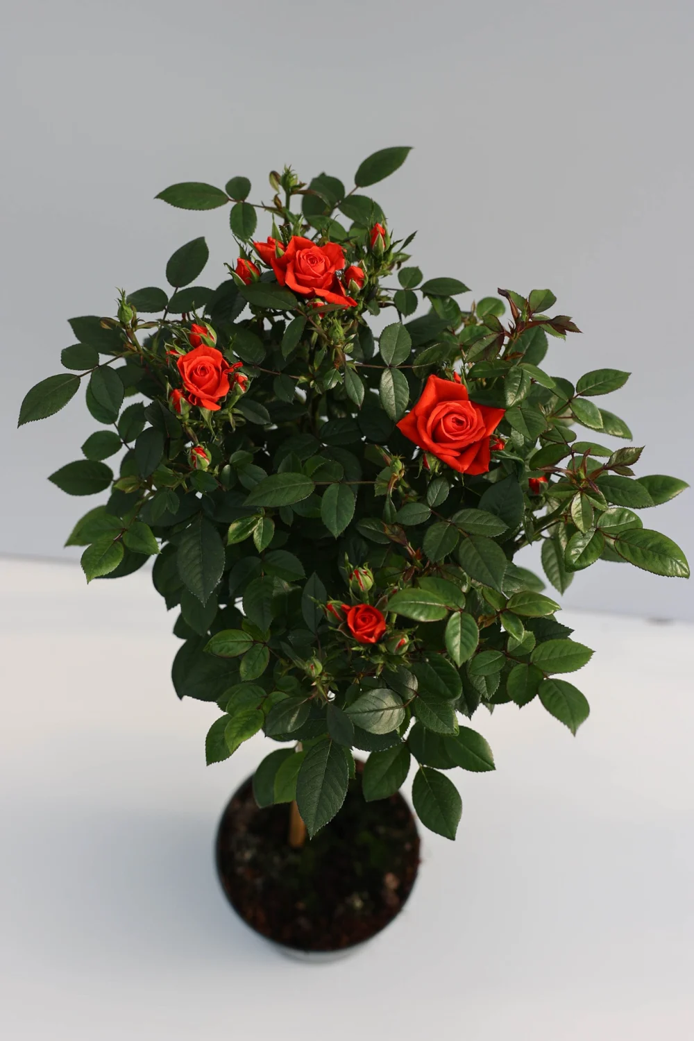 Bovenaanzicht van de kroon van de stamroos Oranje