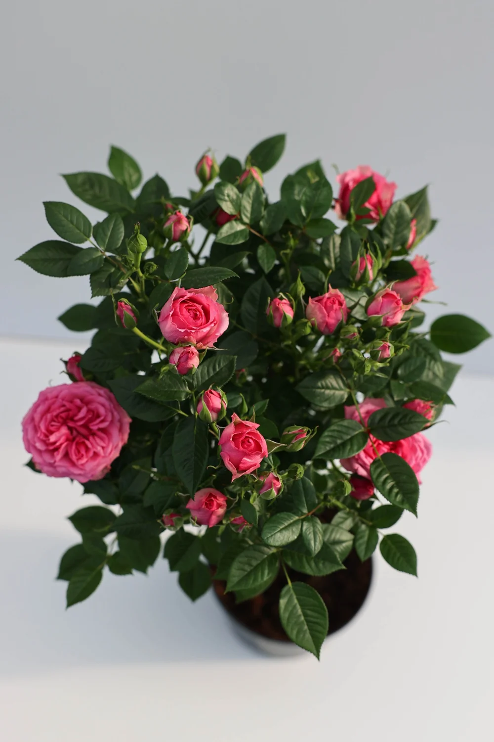 Bovenaanzicht van de roze Joy-stamroos van Roses4U