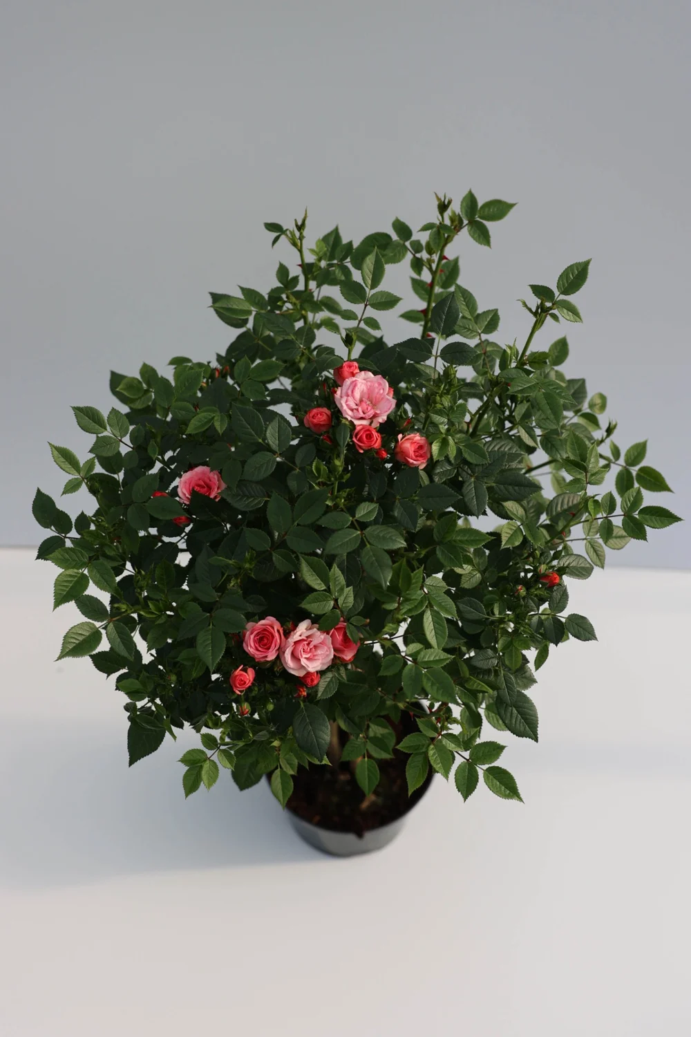 Volle kroon van een roze stamroos van Roses4U