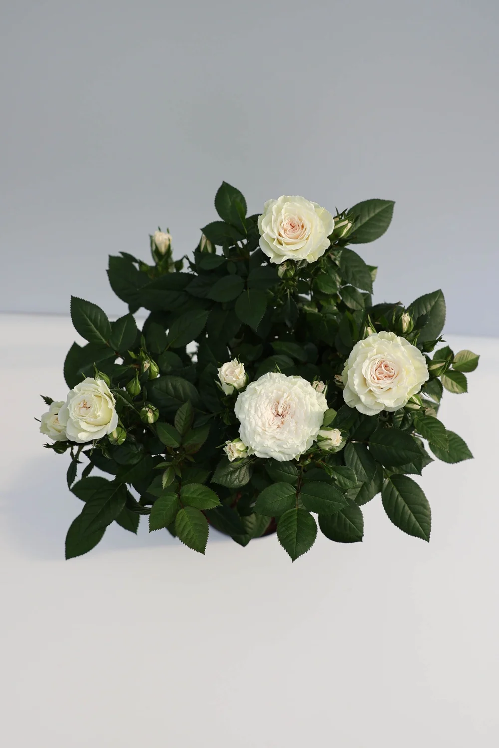 Bovenaanzicht van een witte stamroos met bloemen en gezonde bladeren