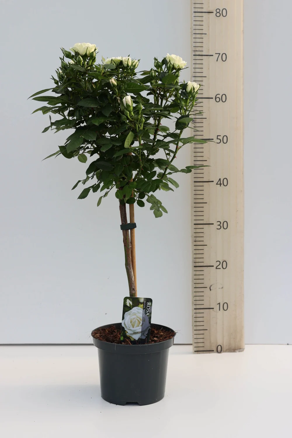 Volledige stamroos Wit, met kroon en plantpot