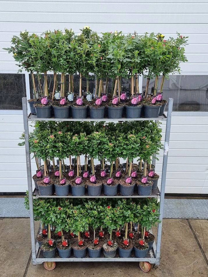Kar met drie lagen stamrozen van Roses4U in verschillende kleuren